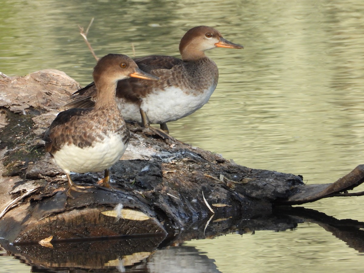 Hooded Merganser - ML640639188