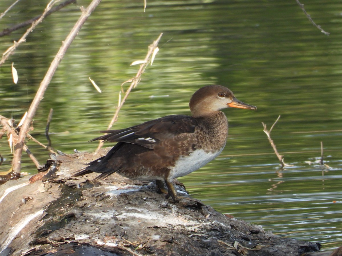 Hooded Merganser - ML640639189