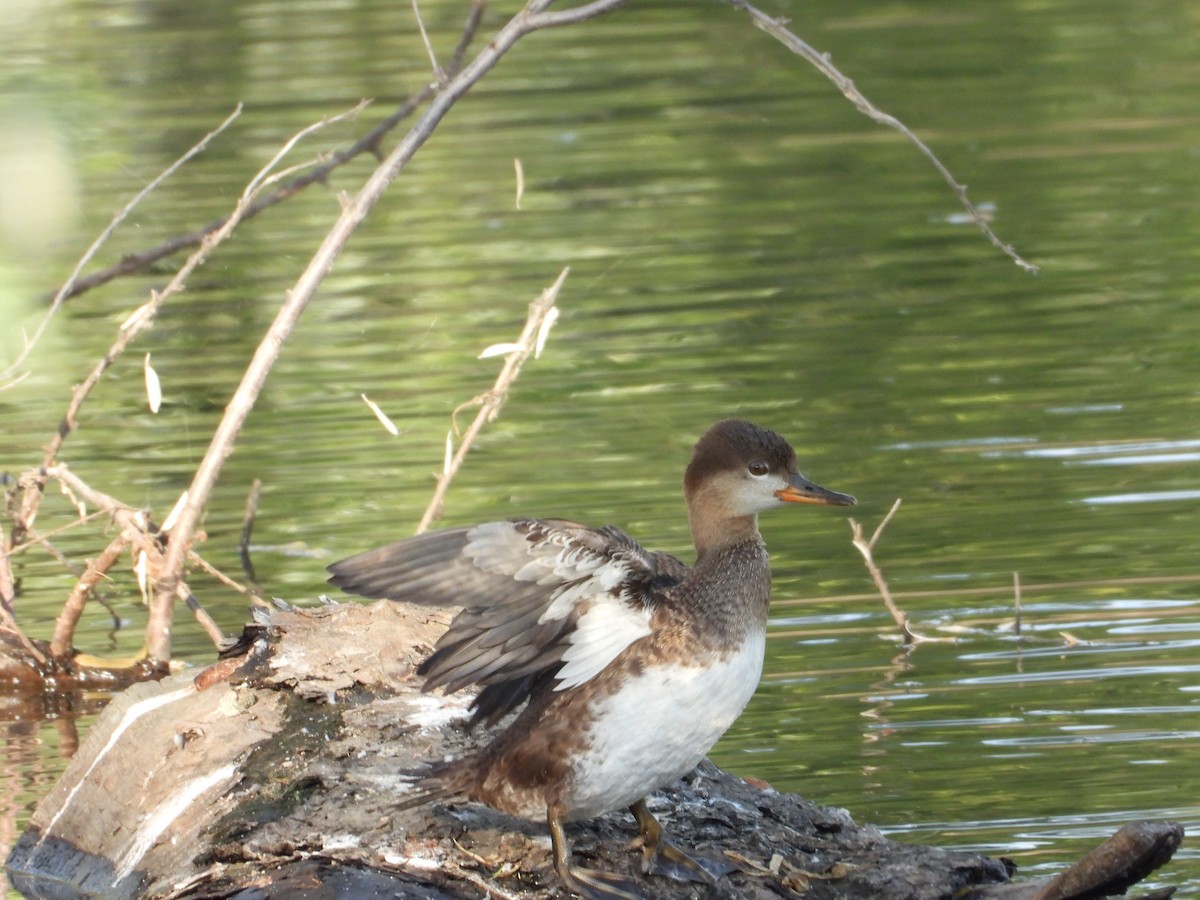 Hooded Merganser - ML640639190