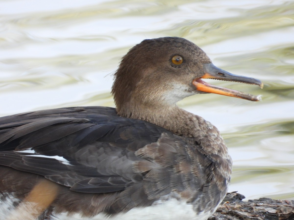Hooded Merganser - ML640639191