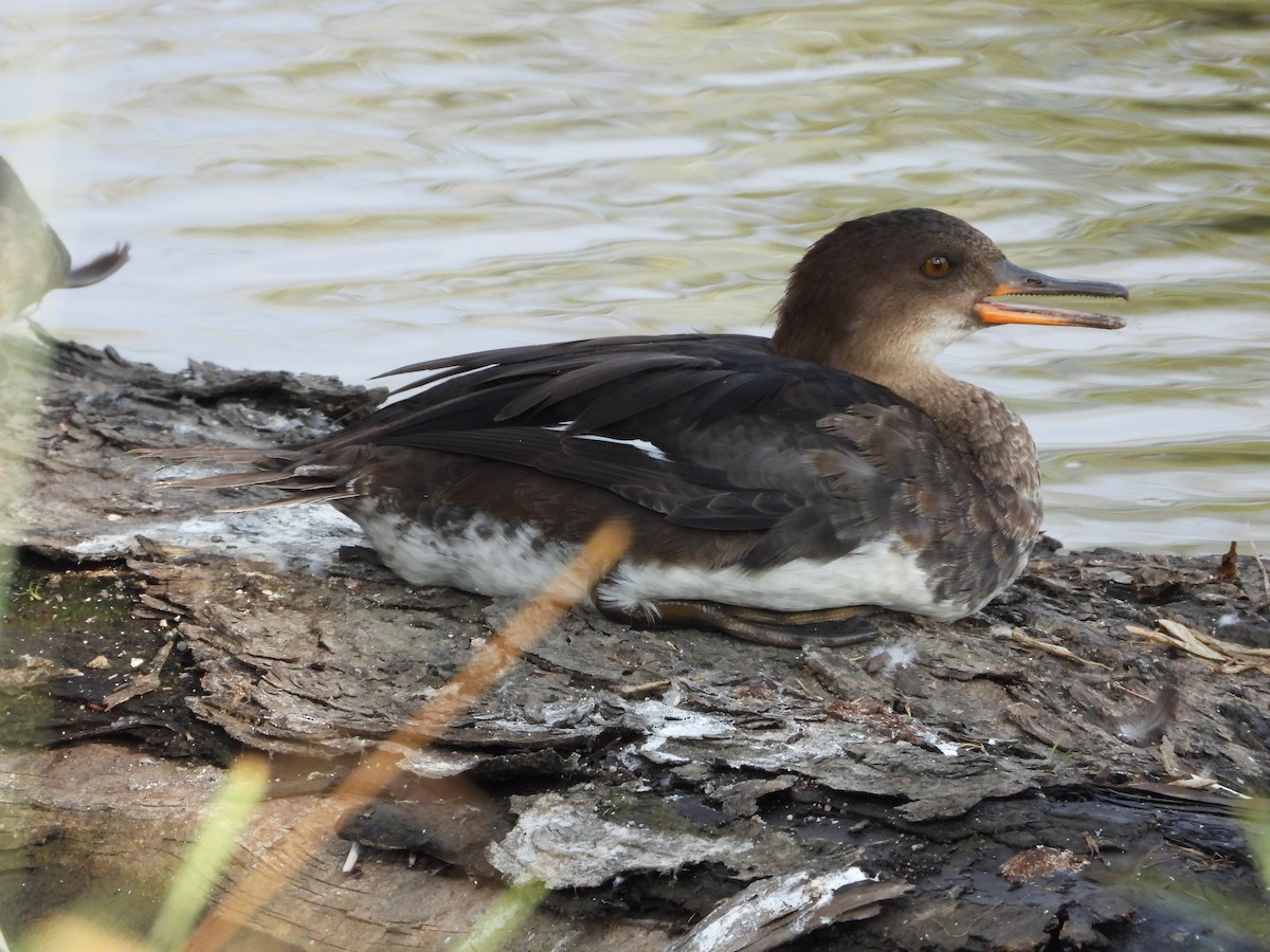 Hooded Merganser - ML640639192