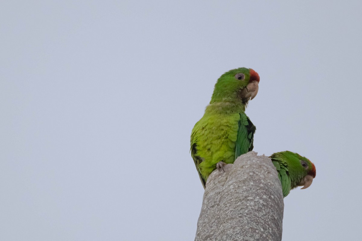 Scarlet-fronted Parakeet - ML640639226