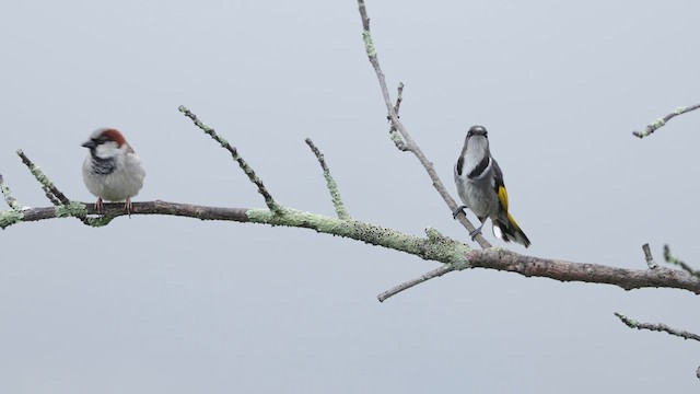 Crescent Honeyeater - ML640639239