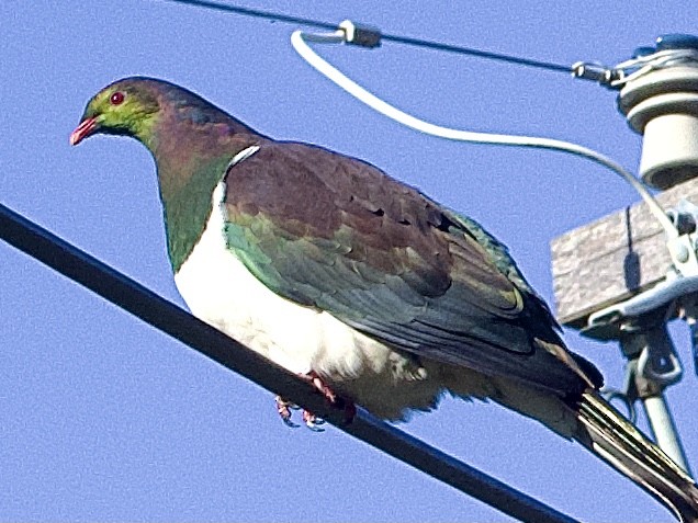 holub maorský - ML640639317