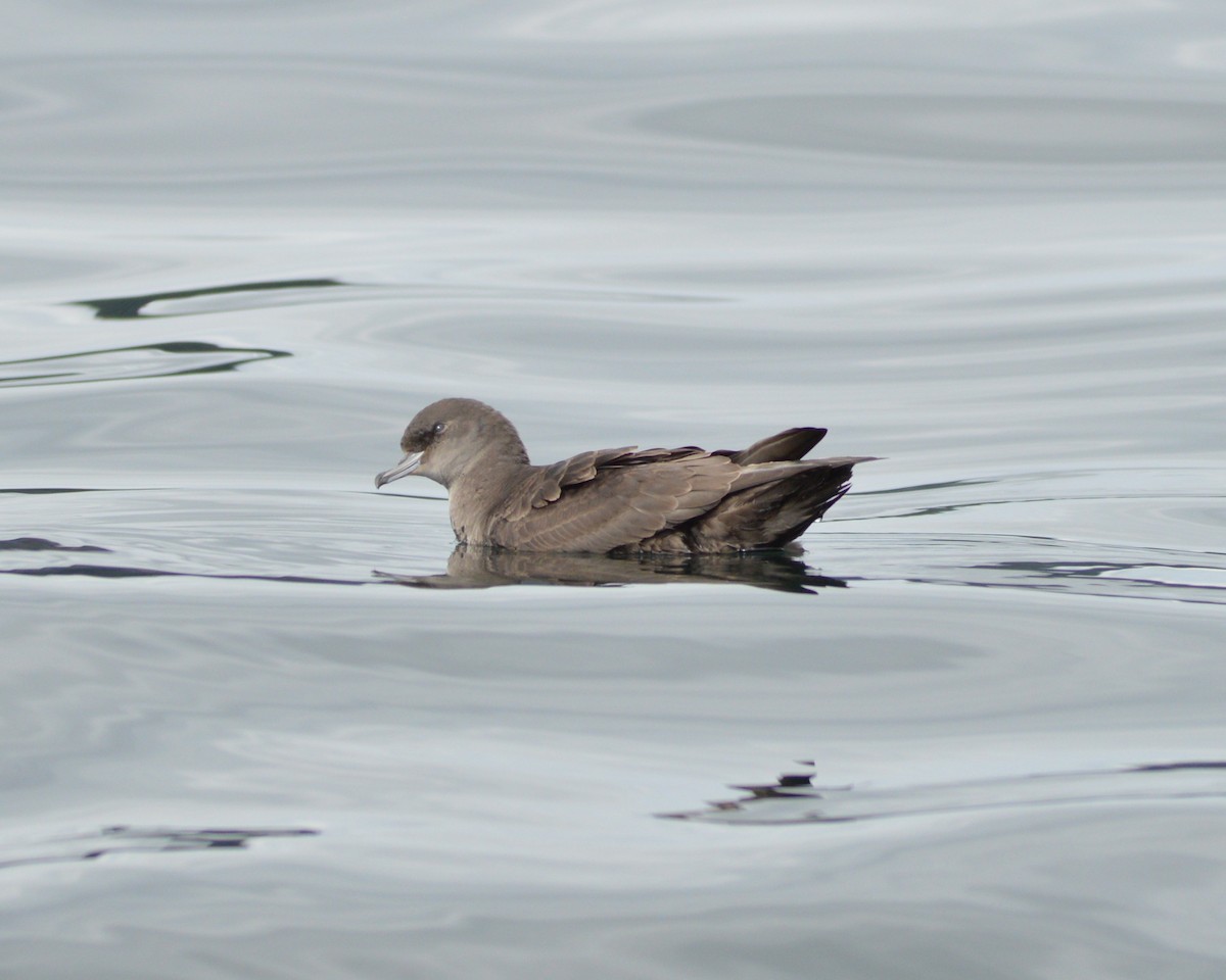 Short-tailed Shearwater - ML640639359