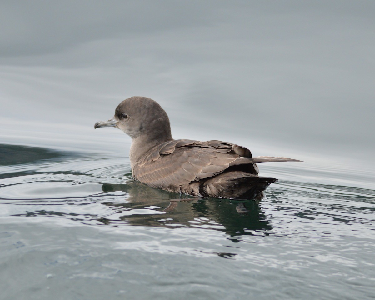 Short-tailed Shearwater - ML640639360