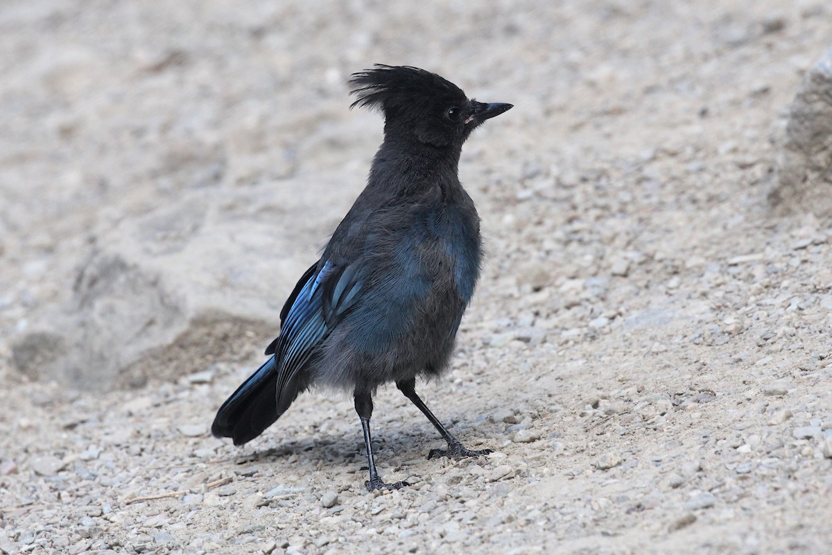 Steller's Jay - ML640639381
