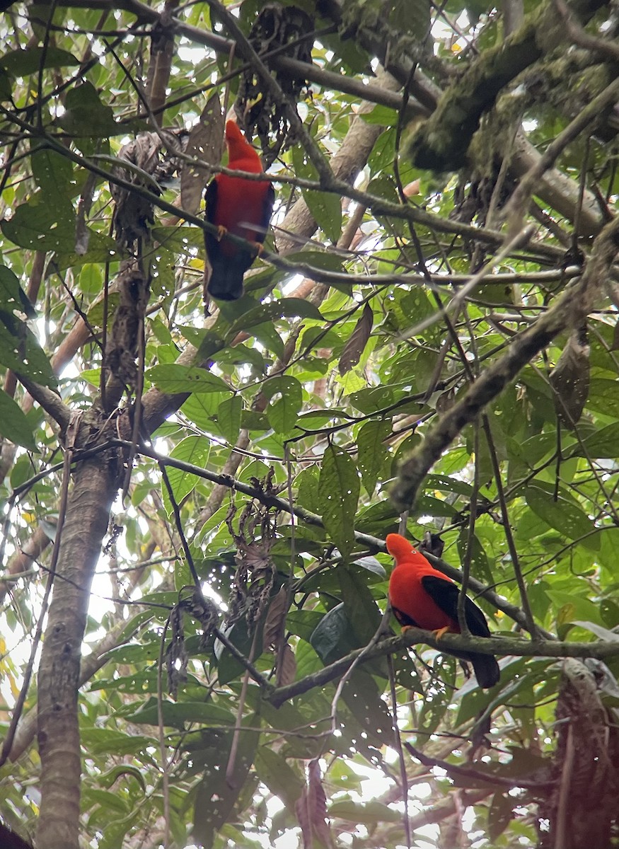 Andean Cock-of-the-rock - ML640639444