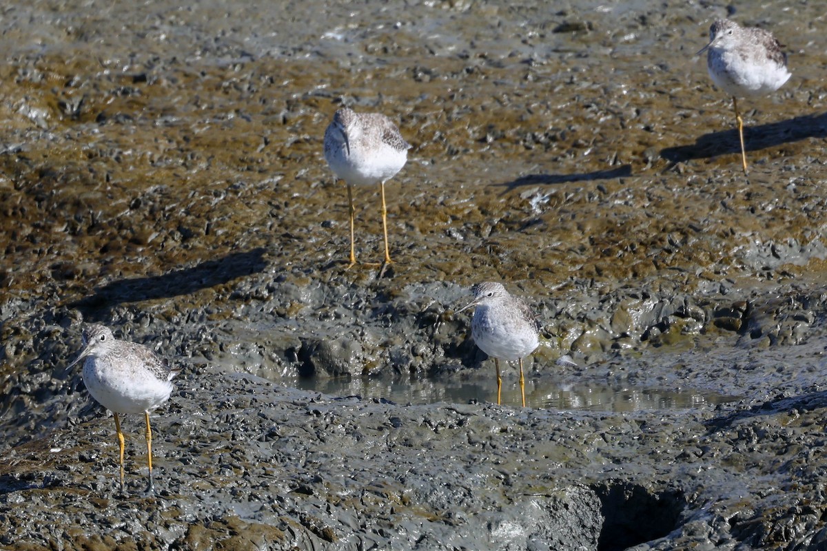 Lesser Yellowlegs - ML640639466