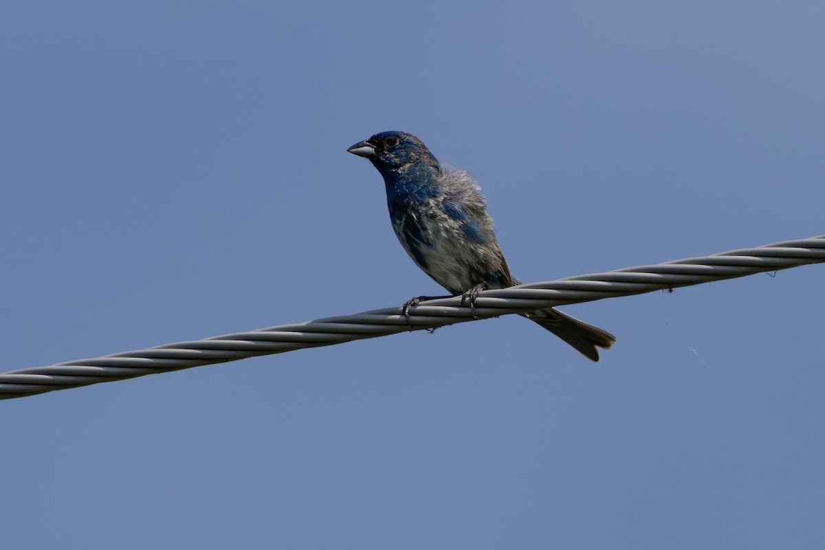 Passerin indigo - ML640639479