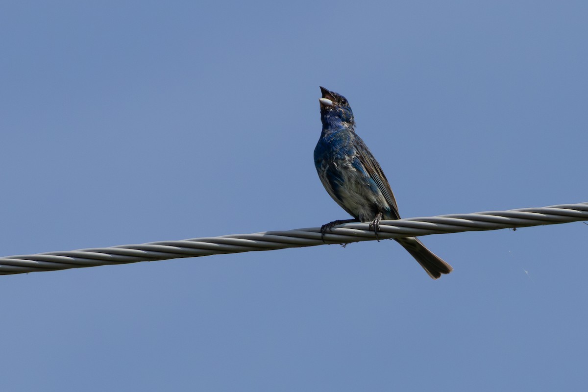 Passerin indigo - ML640639491