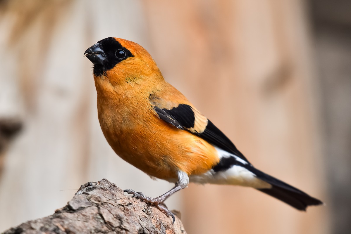 Orange Bullfinch - ML640639527