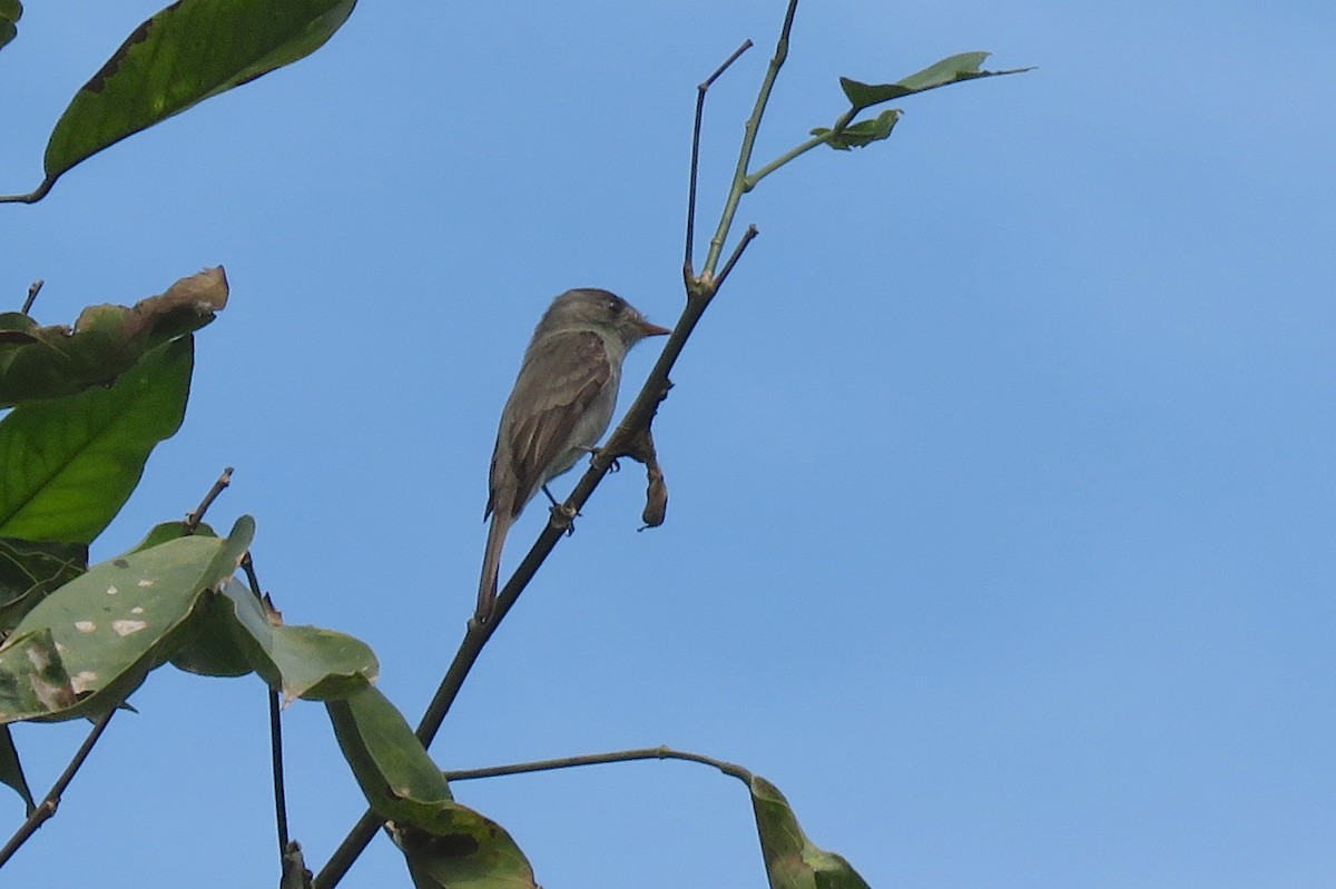 Southern Tropical Pewee - ML640639633