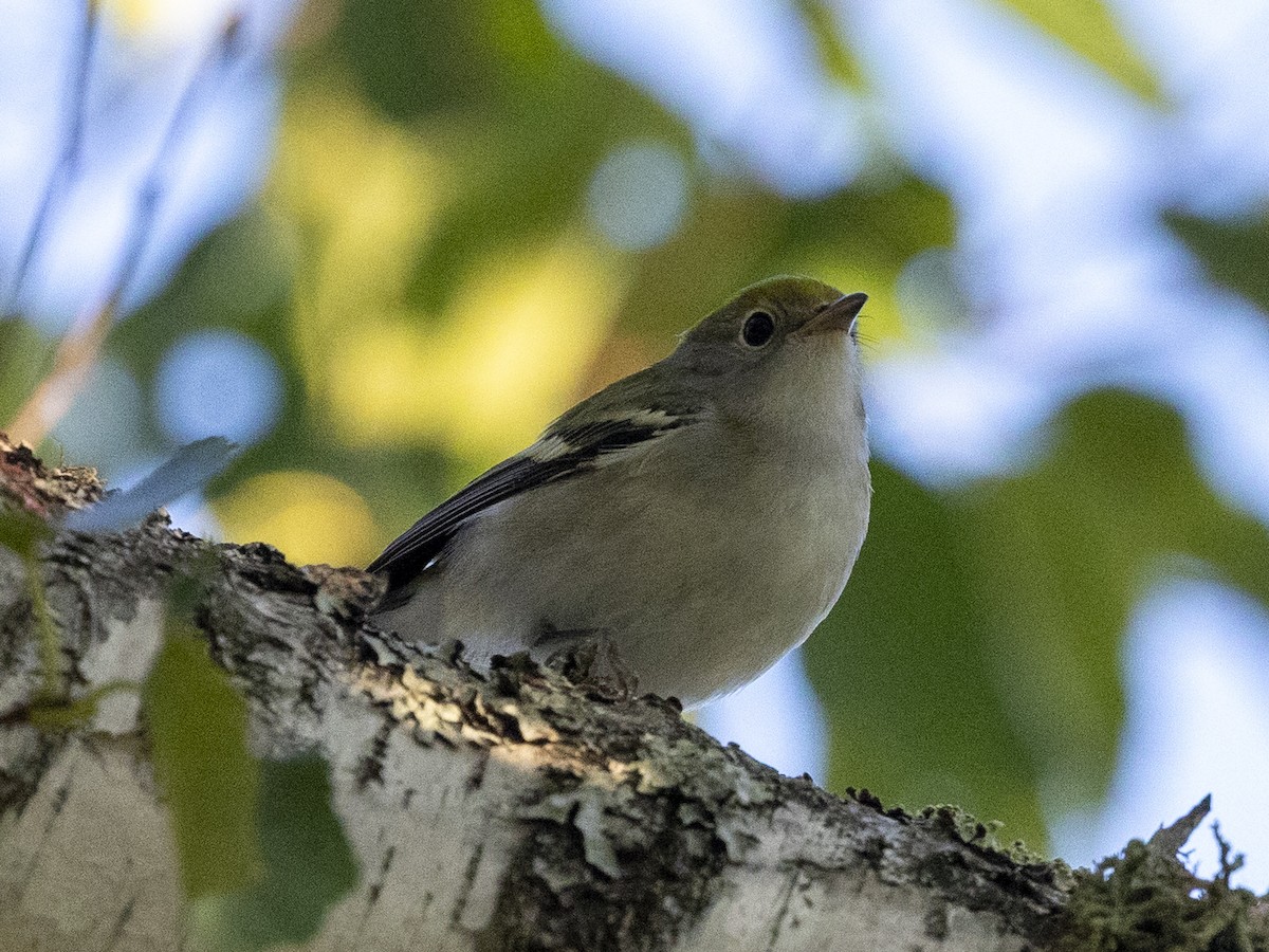 Chestnut-sided Warbler - ML640639674
