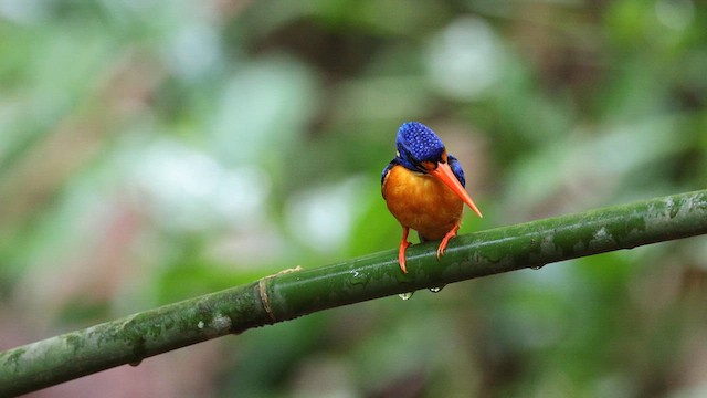 Manus Dwarf-Kingfisher - ML640639675