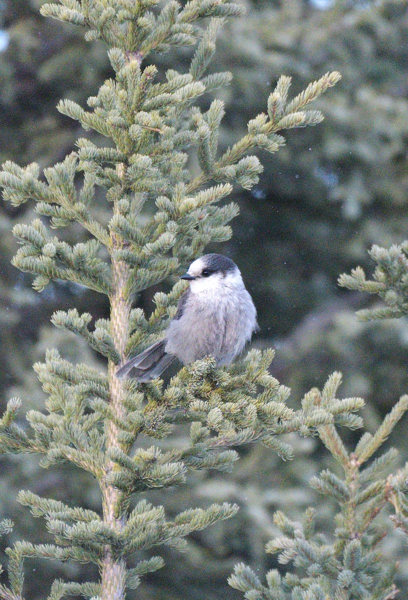 Canada Jay - ML640639703