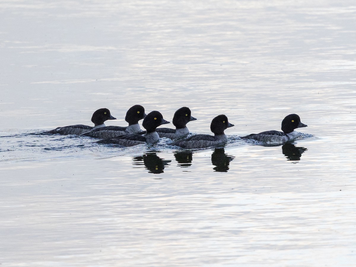 Barrow's Goldeneye - ML640639704