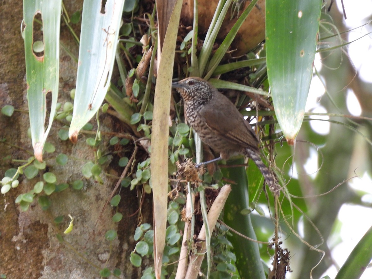 Speckle-breasted Wren (Colombian) - ML640639813