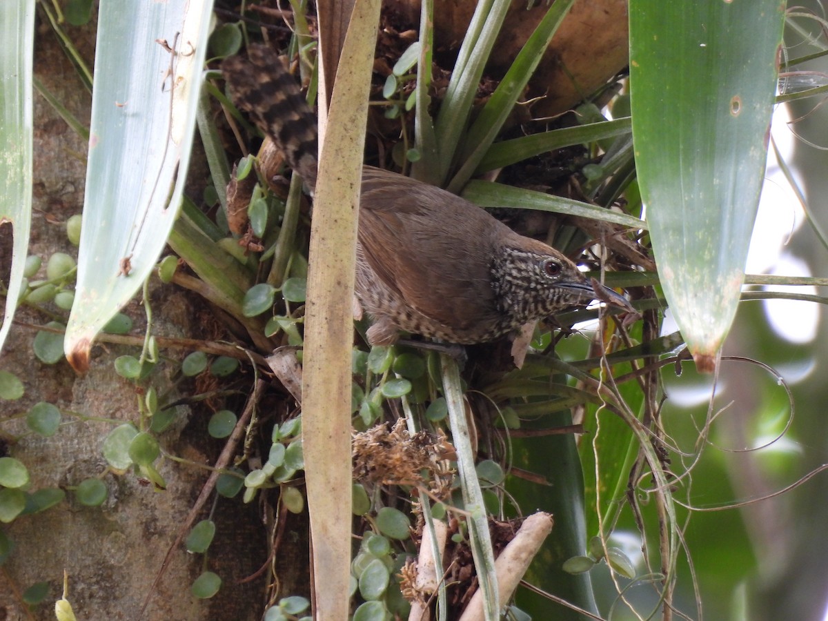 Speckle-breasted Wren (Colombian) - ML640639821