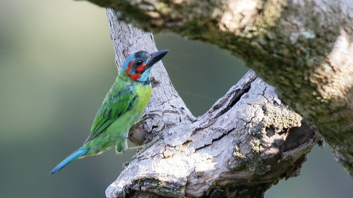 Black-eared Barbet - ML640639851