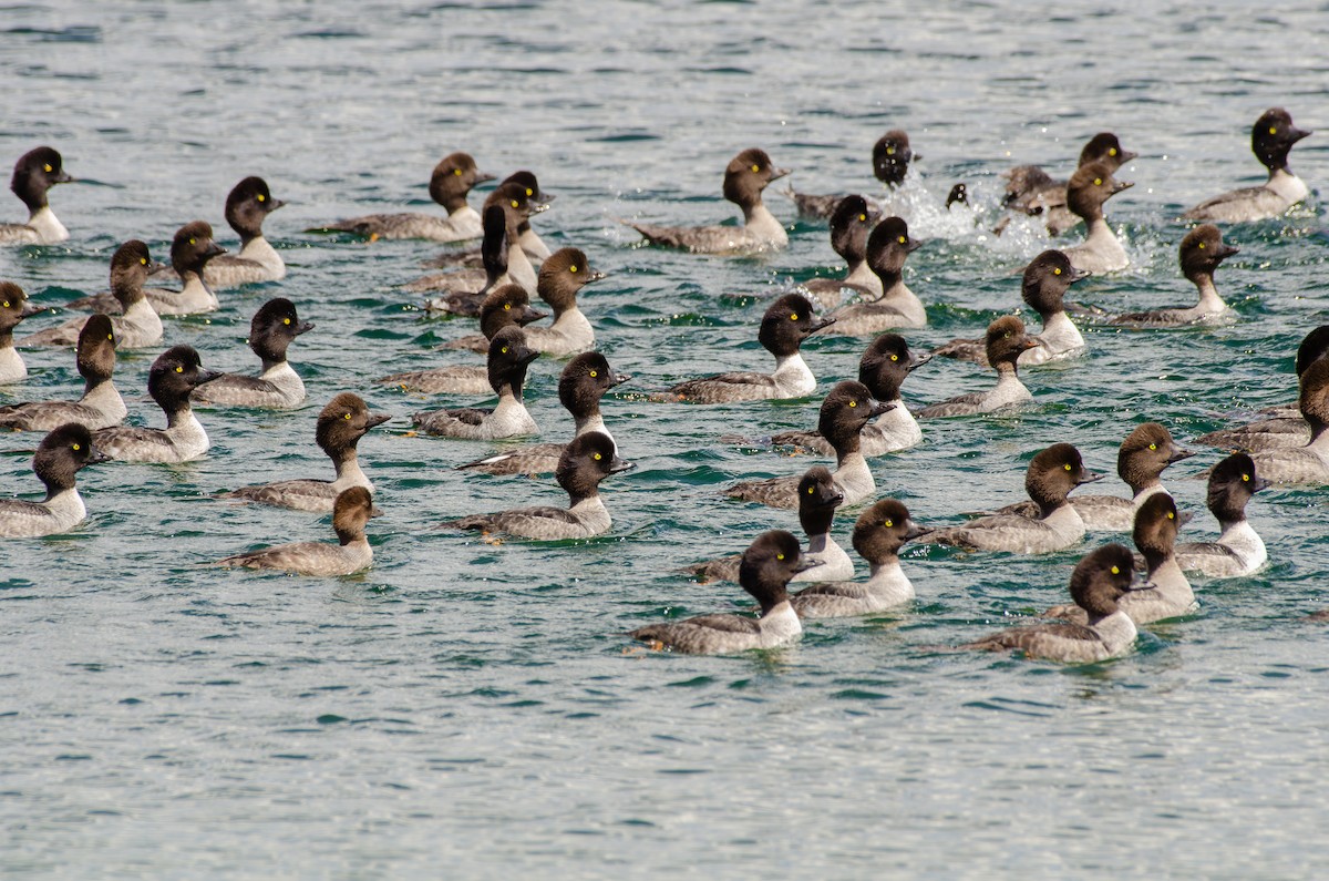 Barrow's Goldeneye - ML640639874