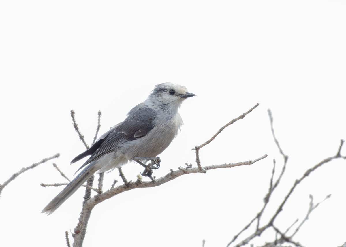 Canada Jay - ML640639876