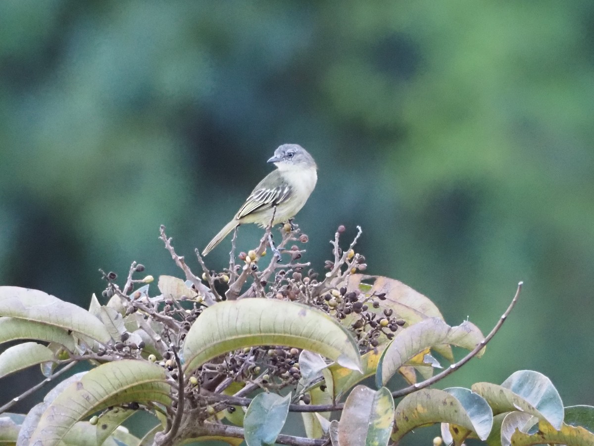 Guianan Tyrannulet - ML640639975
