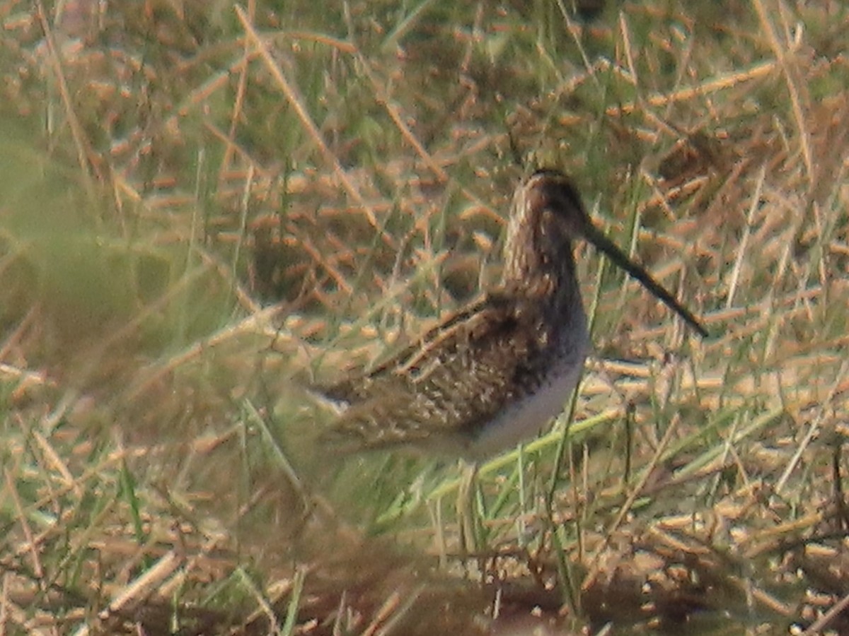 African Snipe - ML640639978