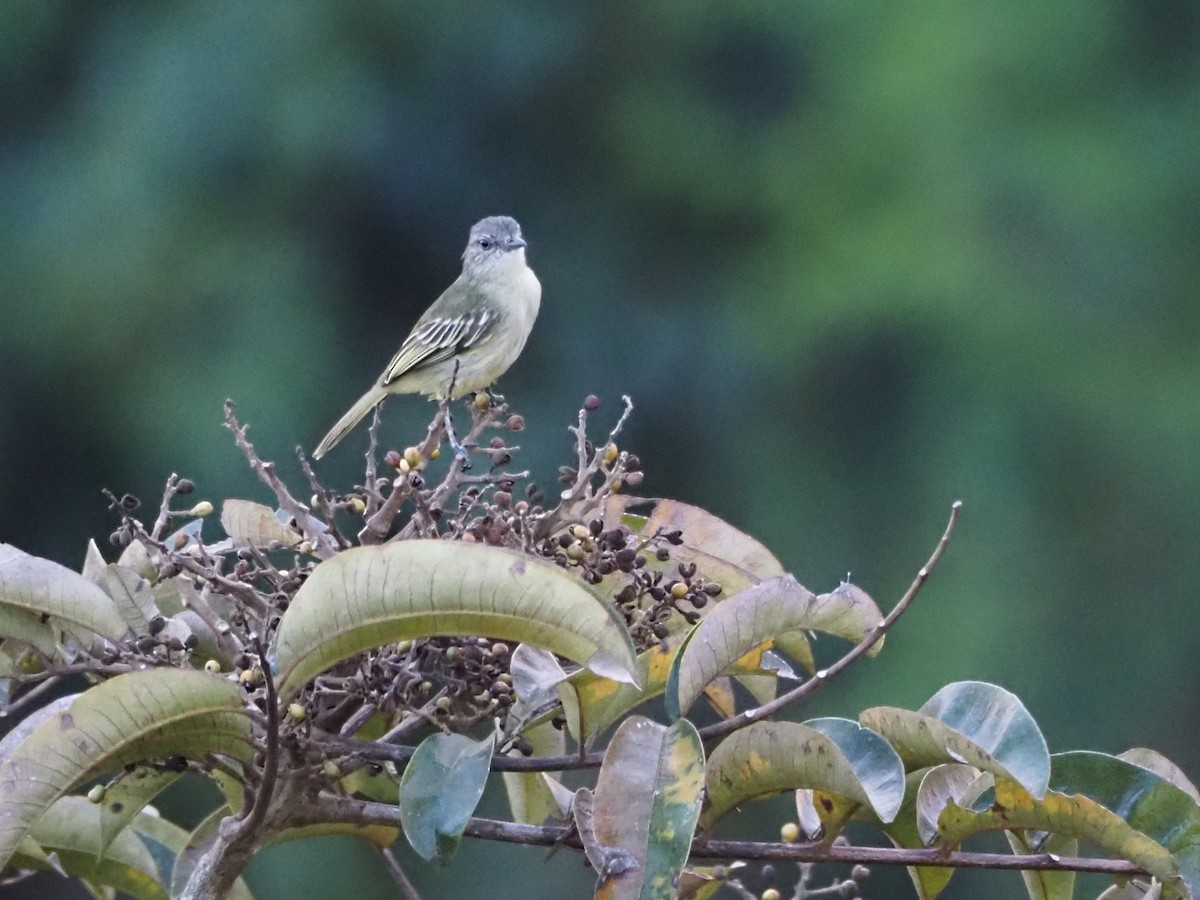 Guianan Tyrannulet - ML640639982