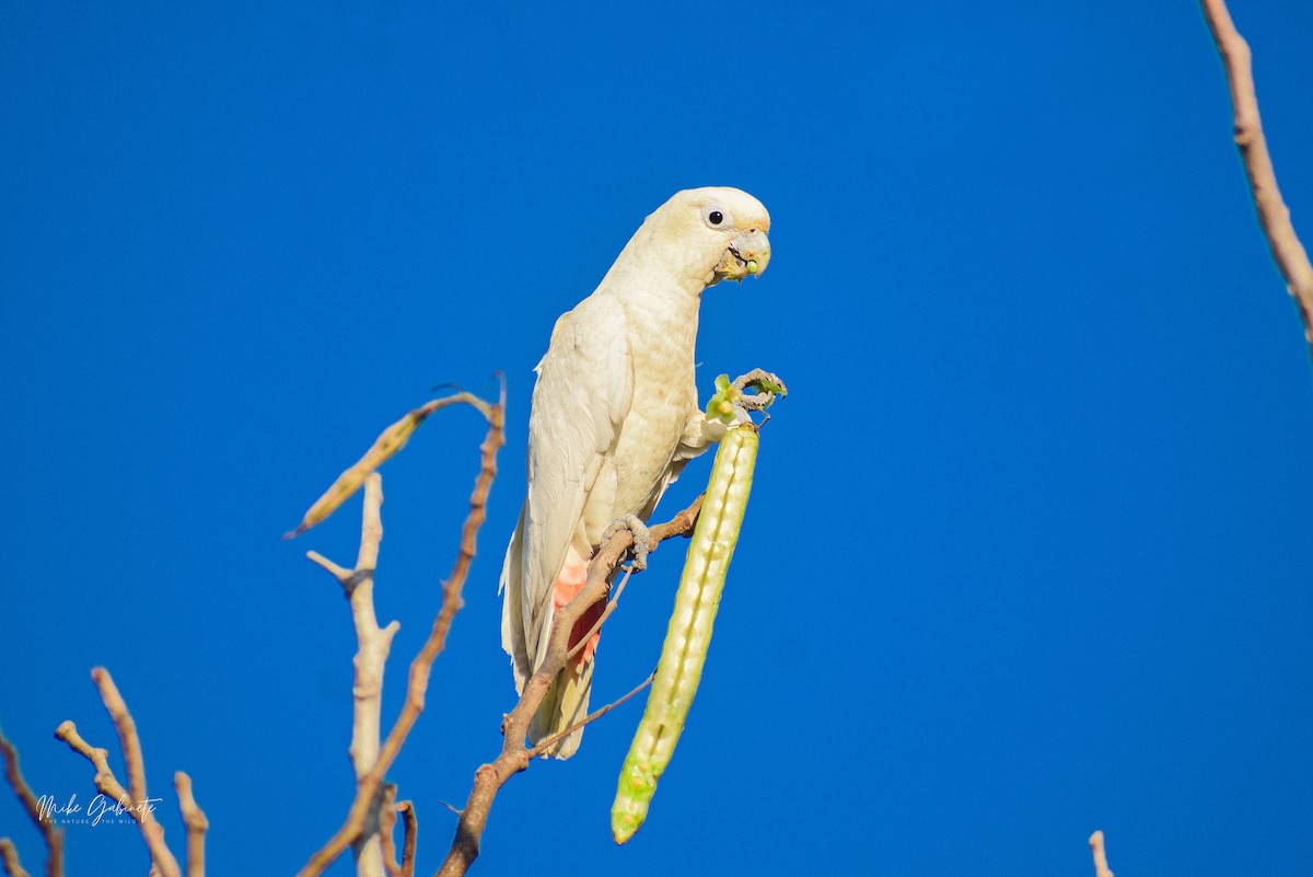 Cacatoès des Philippines - ML640640019