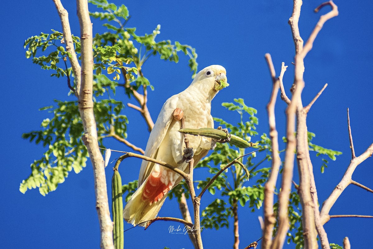 Cacatoès des Philippines - ML640640020
