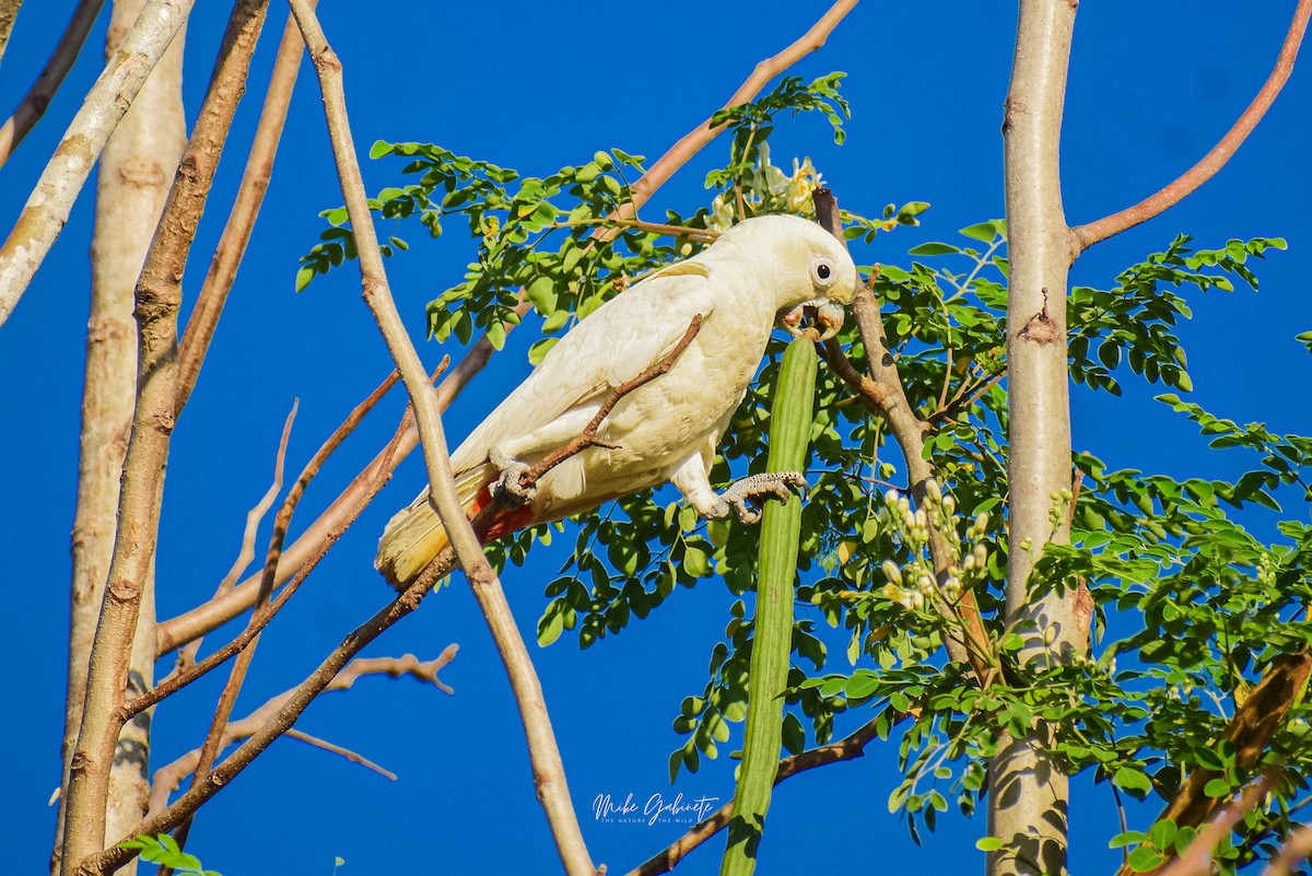 Cacatoès des Philippines - ML640640023
