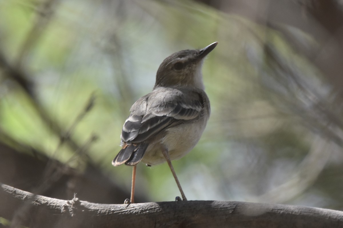 Short-tailed Field Tyrant - ML640640046