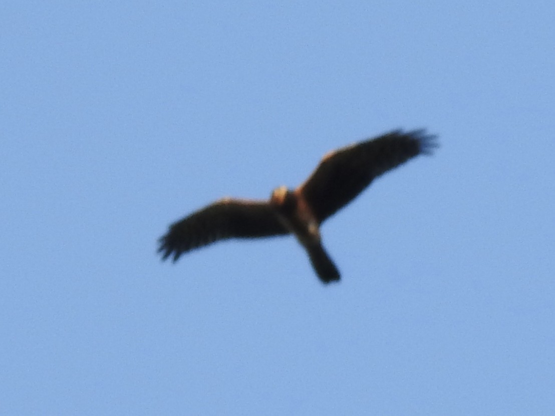 Northern Harrier - ML640640077