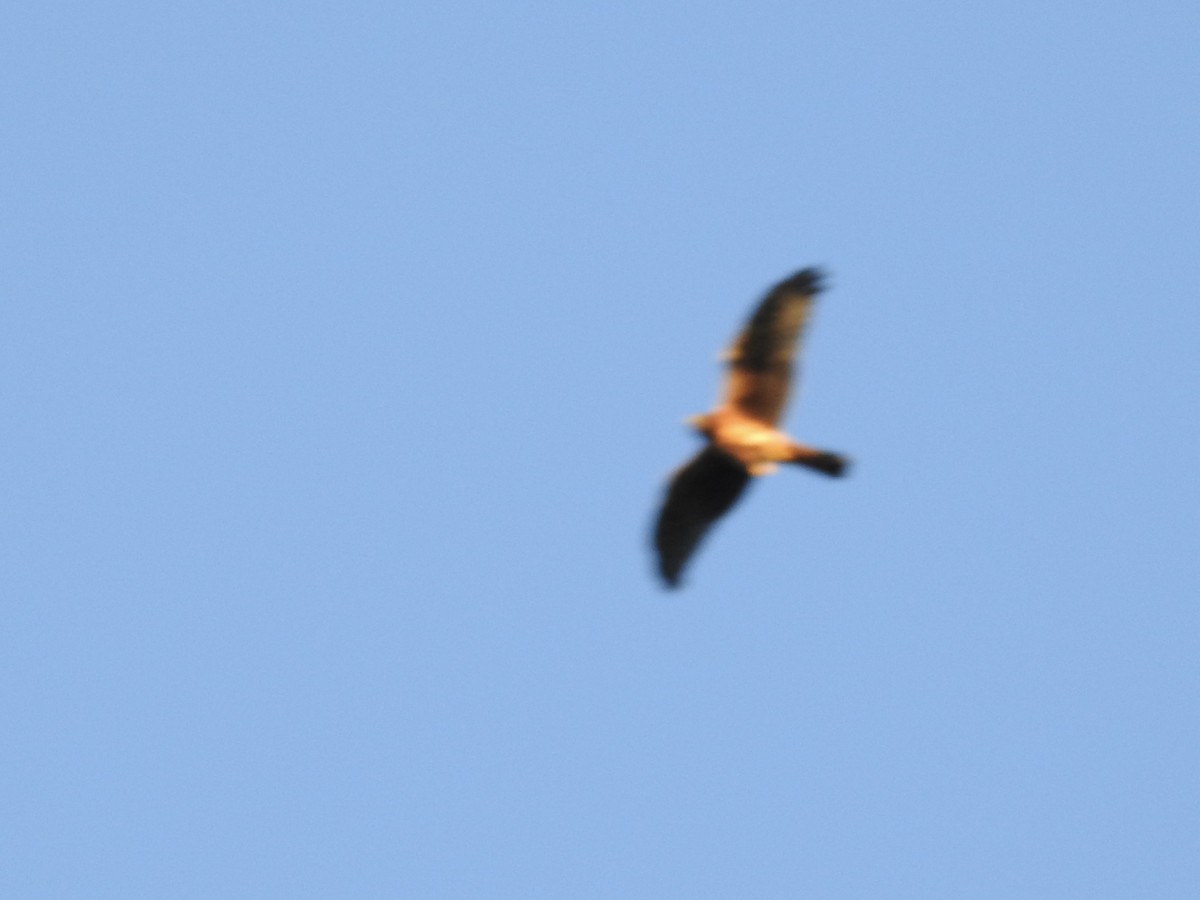 Northern Harrier - ML640640089