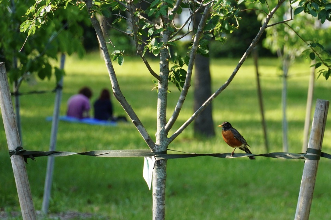 American Robin - ML640640104