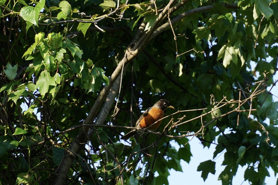 American Robin - ML640640105