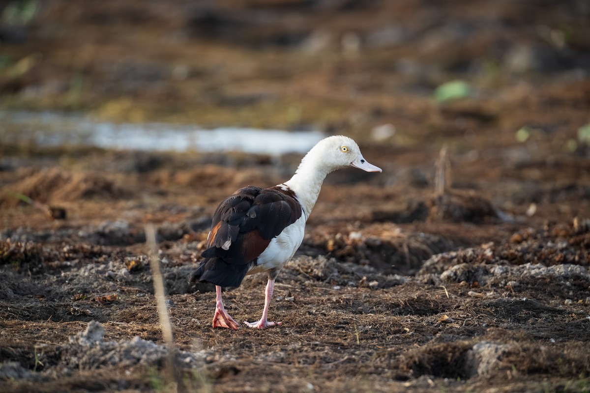 Radjah Shelduck - ML640640152