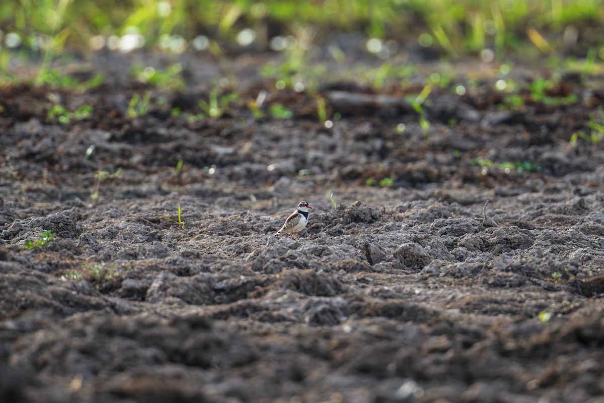 Black-fronted Dotterel - ML640640156