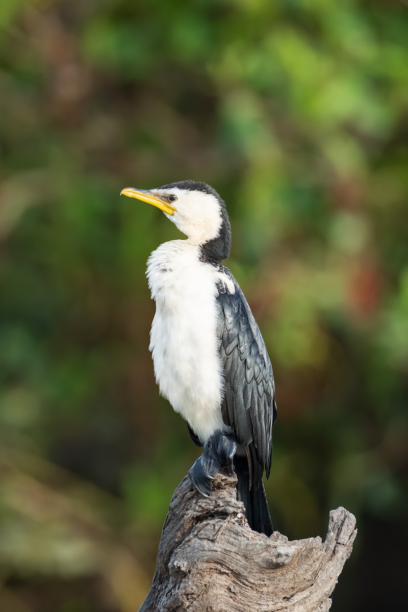Little Pied Cormorant - ML640640158