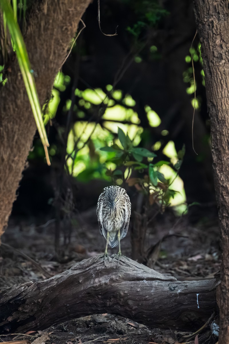 Nankeen Night Heron - ML640640162