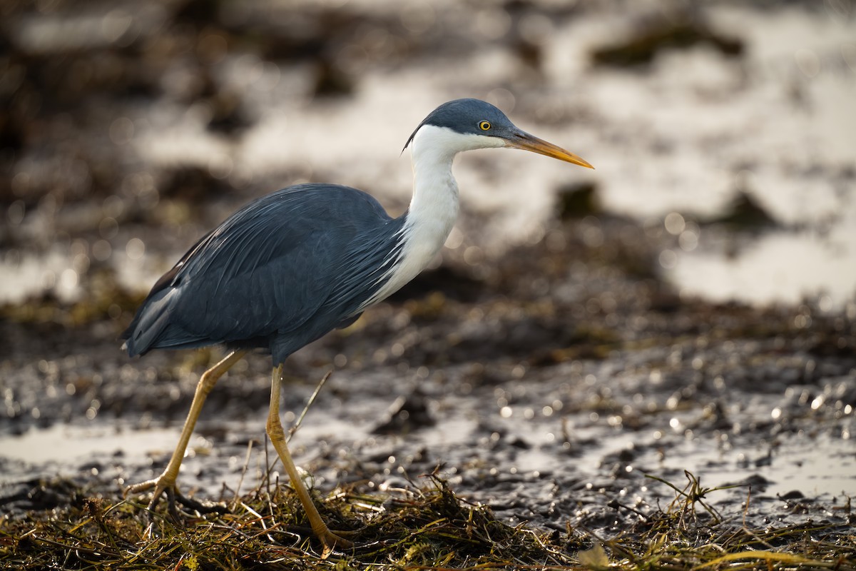 Pied Heron - ML640640167