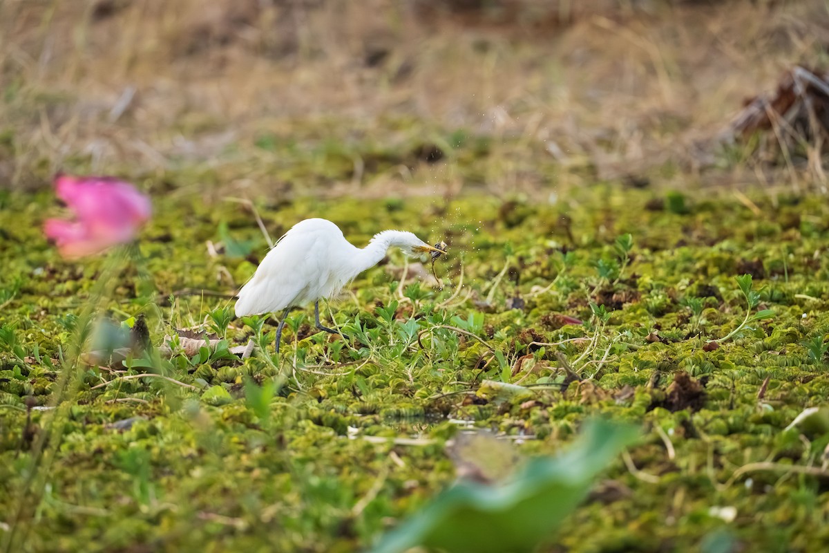 Plumed Egret - ML640640181