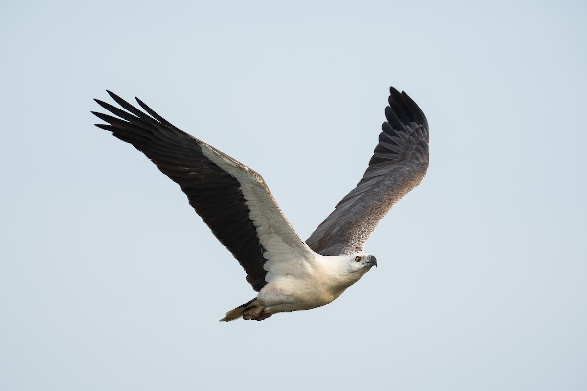 White-bellied Sea-Eagle - ML640640190
