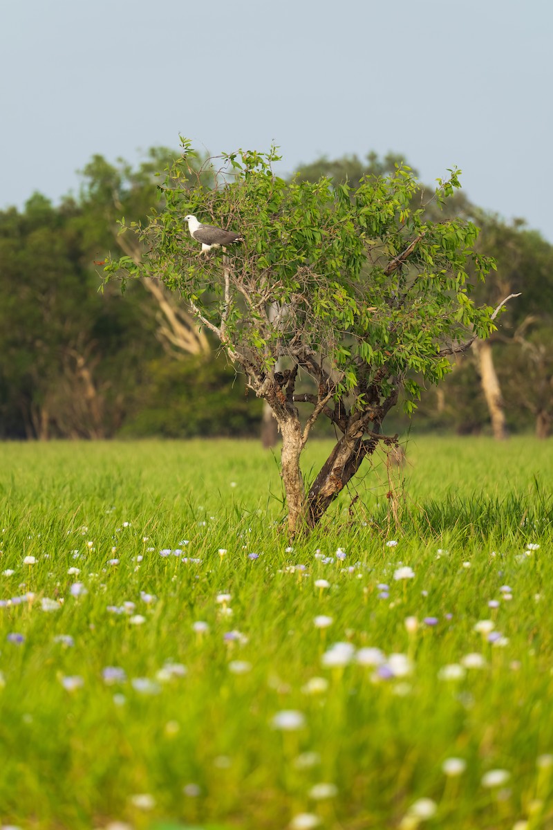 White-bellied Sea-Eagle - ML640640191