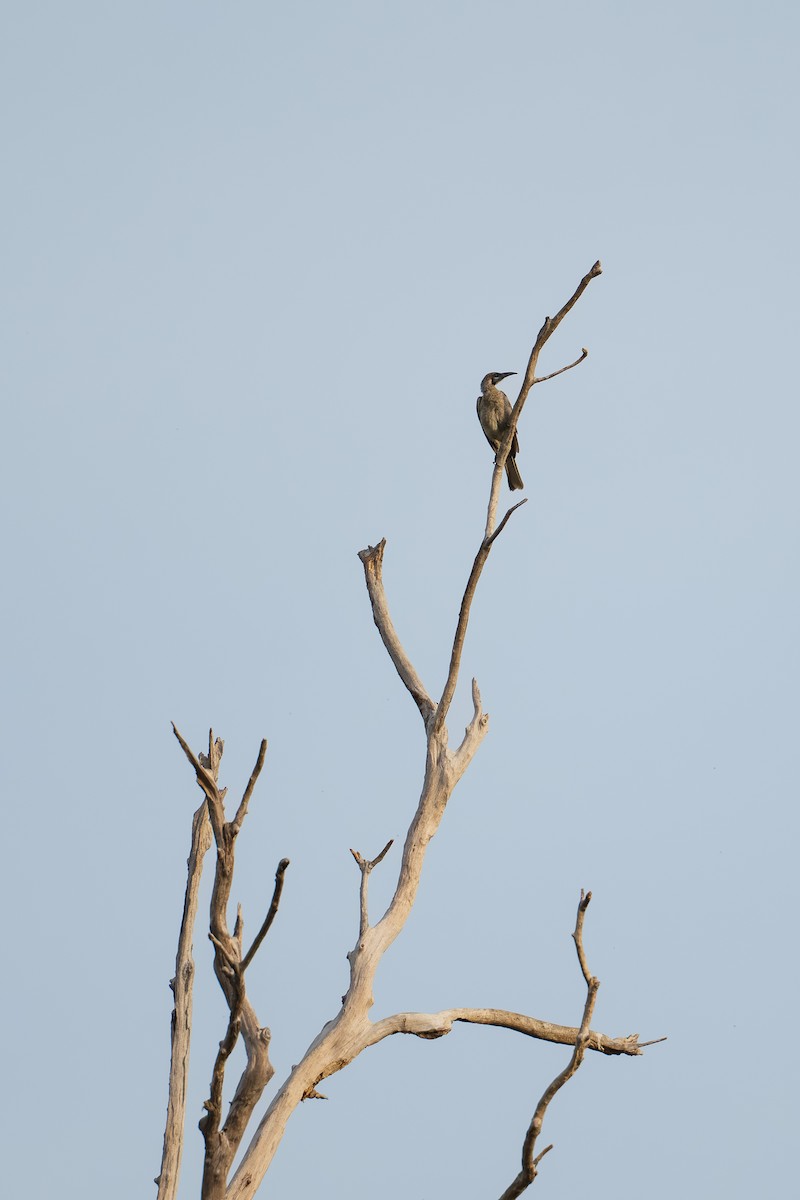 Little Friarbird - ML640640200