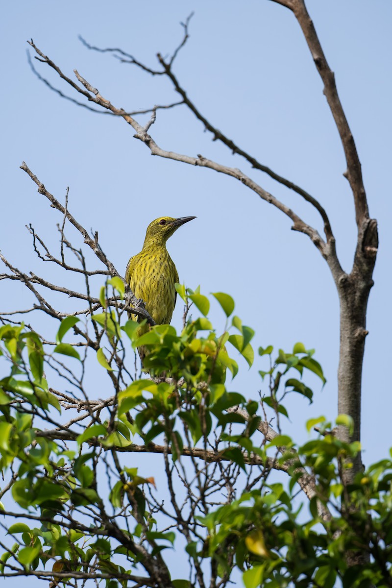 Green Oriole - ML640640202
