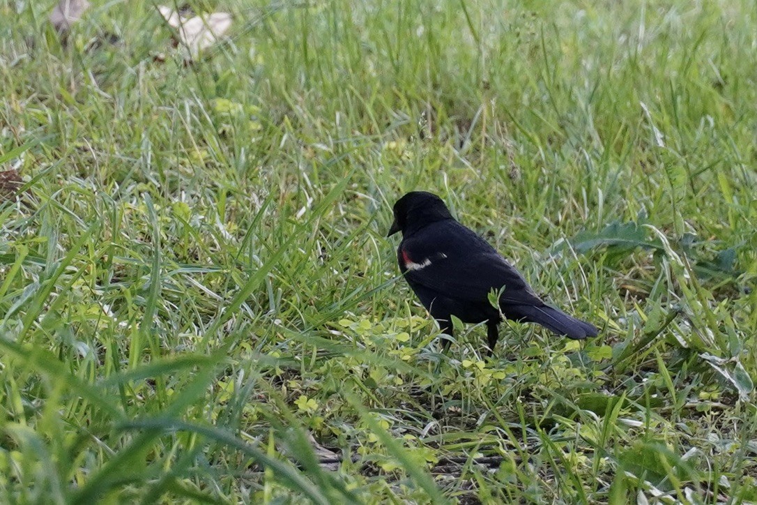 Red-winged Blackbird - ML640640236