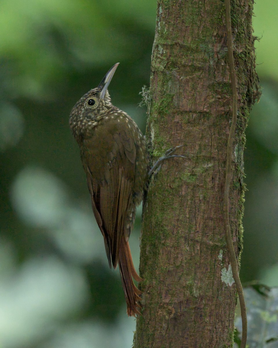 Olive-backed Woodcreeper - ML640640239