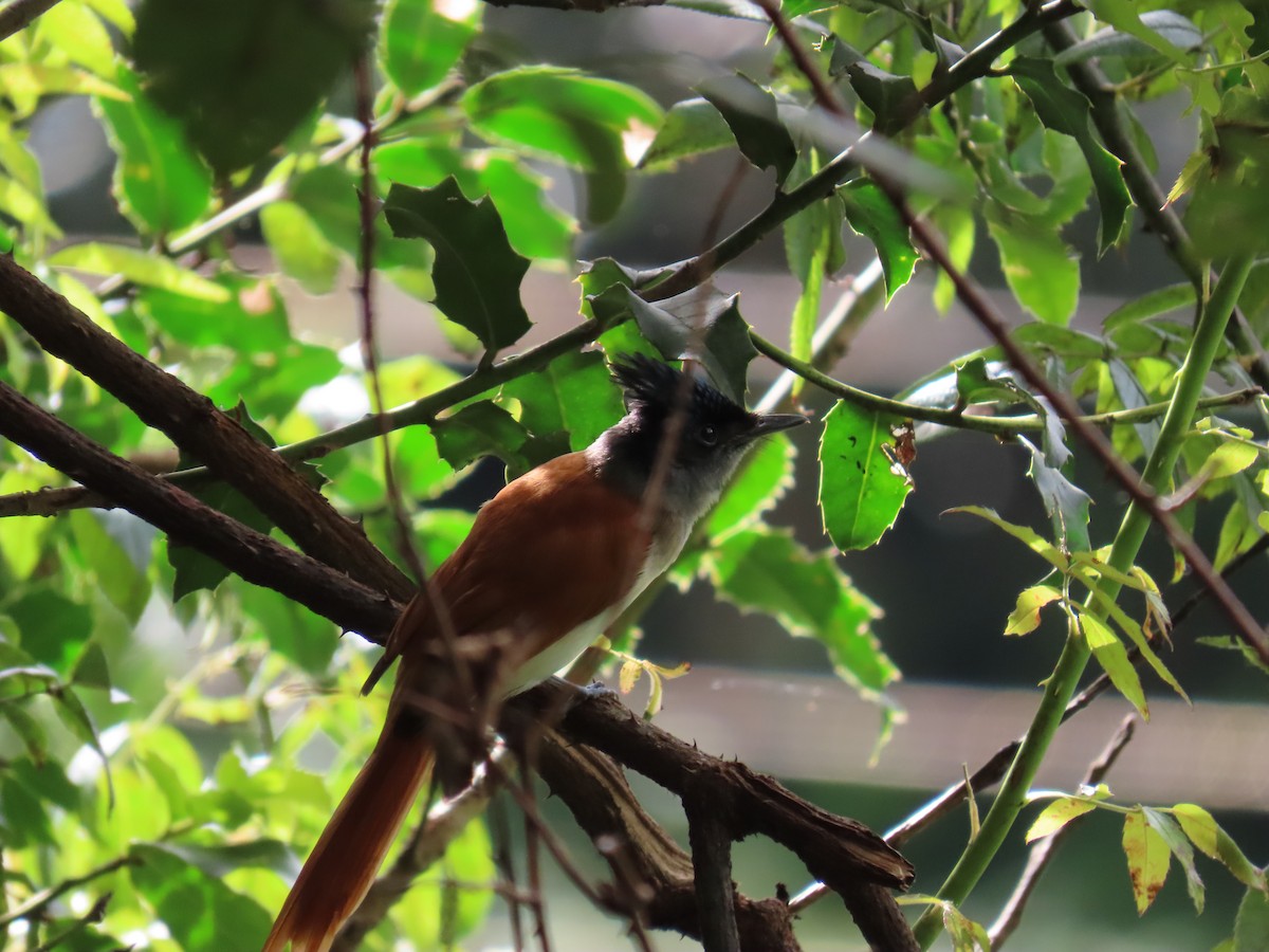 Indian Paradise-Flycatcher - ML640640247